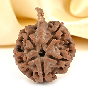 Ganesh Rudraksha 5 Mukhi from Nepal - LXIV