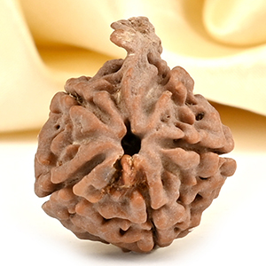 Ganesh Rudraksha 5 Mukhi from Nepal - LXV