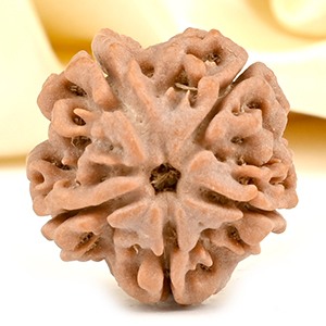 Ganesh Rudraksha 5 Mukhi from Nepal - LXVII