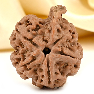Ganesh Rudraksha 5 Mukhi from Nepal - LXVIII