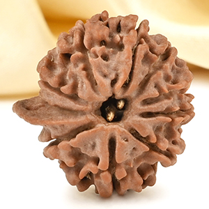 Ganesh Rudraksha 10 Mukhi from Nepal Small - II