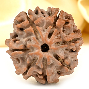 Collector 7 Mukhi from Nepal - DCCXXXIV