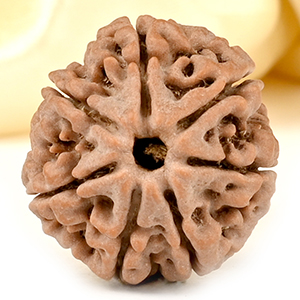 Collector 7 Mukhi from Nepal - DCCXXXVI