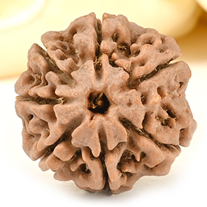 Collector 7 Mukhi from Nepal - DCCXXXVII