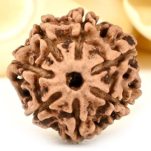 Collector 7 Mukhi from Nepal - DCCXL