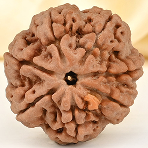 Super Collector 7 Mukhi from Nepal - DCLXXXI