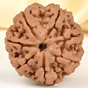 Super Collector 7 Mukhi from Nepal - DCLXXXIII