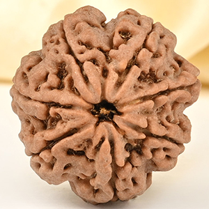 Super Collector 7 Mukhi from Nepal - DCLXXXV