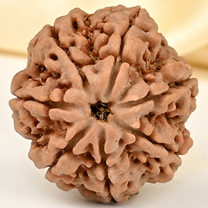 Super Collector 7 Mukhi from Nepal - DCLXXXVI