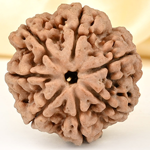 Super Collector 7 Mukhi from Nepal - DCLXXXVIII