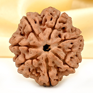Super Collector 7 Mukhi from Nepal - DCXCII