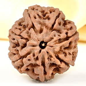 Super Collector 7 Mukhi from Nepal - DCXCIII