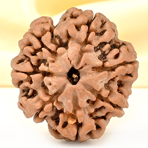 Super Collector 7 Mukhi from Nepal - DCXCV