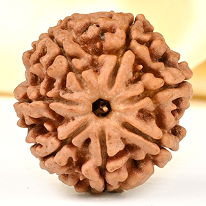 Super Collector 7 Mukhi from Nepal - DCXCVII