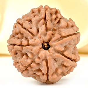 Super Collector 7 Mukhi from Nepal - DCXCVIII