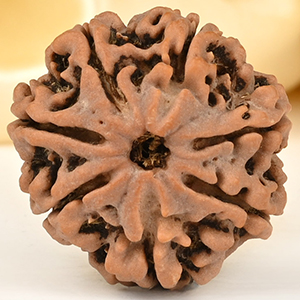 Super Collector 7 Mukhi from Nepal - DCCIV