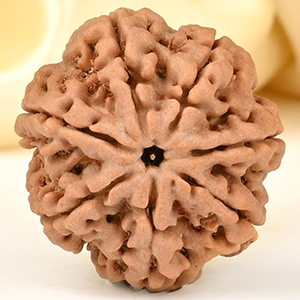 Super Collector 7 Mukhi from Nepal - DCCV