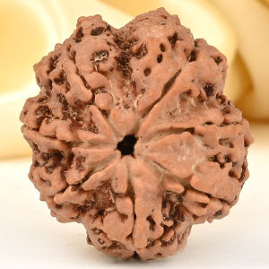 Super Collector 7 Mukhi from Nepal - DCCVI
