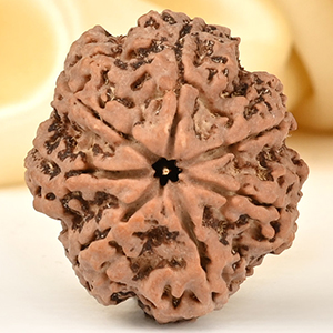 Super Collector 7 Mukhi from Nepal - DCCVII