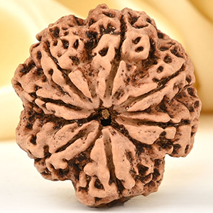 Super Collector 7 Mukhi from Nepal - DCCVIII