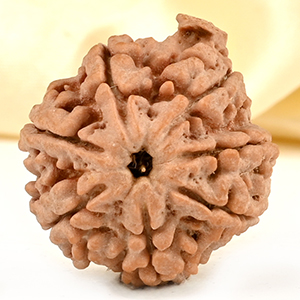 Super Collector Ganesh Rudraksha 7 Mukhi from Nepal - V