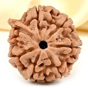 Super Collector Ganesh Rudraksha 7 Mukhi from Nepal - VI