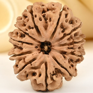 Collector 11 Mukhi from Nepal - CLXXXII