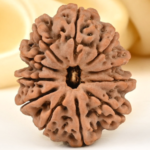 Collector 11 Mukhi from Nepal - CLXXXIII