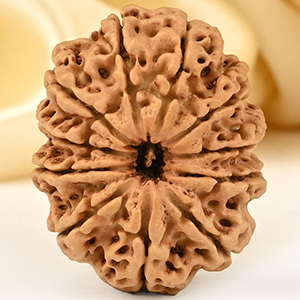 Collector 11 Mukhi from Nepal - CLXXXV