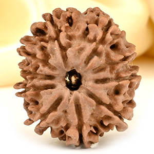 10 Mukhi from Nepal - CCCXI
