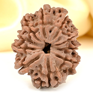 10 Mukhi from Nepal - CCCXII