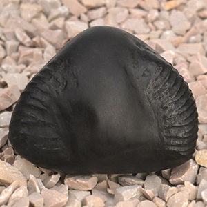 Buddha Shaligram Shila - I