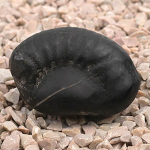 Janeudhari Vaman Shaligram Shila - I