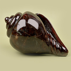 Gomed Shankh - 1.336 Kgs