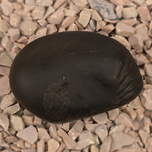 Vaman Shaligram Shila