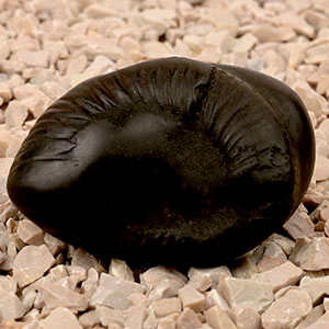 Laxmi Kurma Shaligram Shila