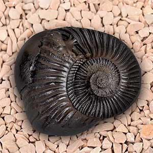 Ugra Laxmi Narsimha Shaligram Shila - III