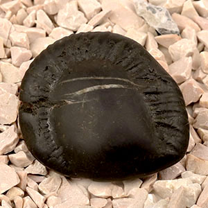 Kalpavriksha Laxmi Shaligram Shila - I