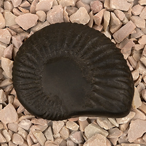 Laxmi Varaha Shaligram Shila - I