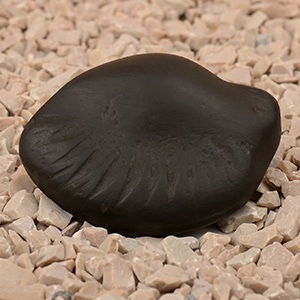 Hiranyagarbha Shaligram Shila