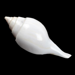 Vamavarti Left Hand Shankh (Long Tail)