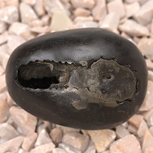 Chakradhari Vishnu Shaligram Shila - II