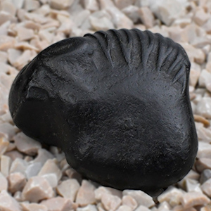 Kalki Shaligram Shila