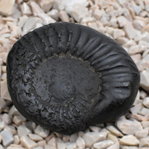 Keshav Kalpavriksha Shaligram Shila