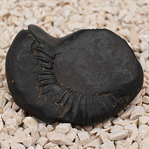 Varaha Shaligram Shila - I