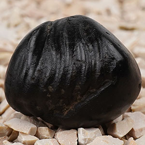 Krishna Shaligram Shila