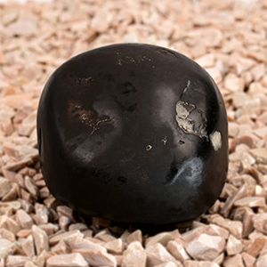 Ugra Kaali Mahavidya Shaligram Shila - 229 gms
