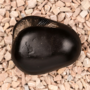 Ugra Narsimha Laxmi Shaligram Shila - 143 gms