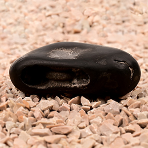 Mahakali Shaligram Shila - 208 gms