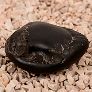 Chakradhari Vishnu Laxmi Shaligram Shila - 152 gms